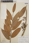 Thibaudia costaricensis image