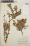 Vaccinium confertum image