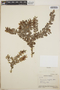 Vaccinium confertum image