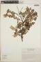 Vaccinium confertum image