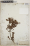Vaccinium confertum image
