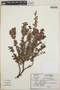 Vaccinium confertum image