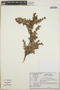 Vaccinium confertum image