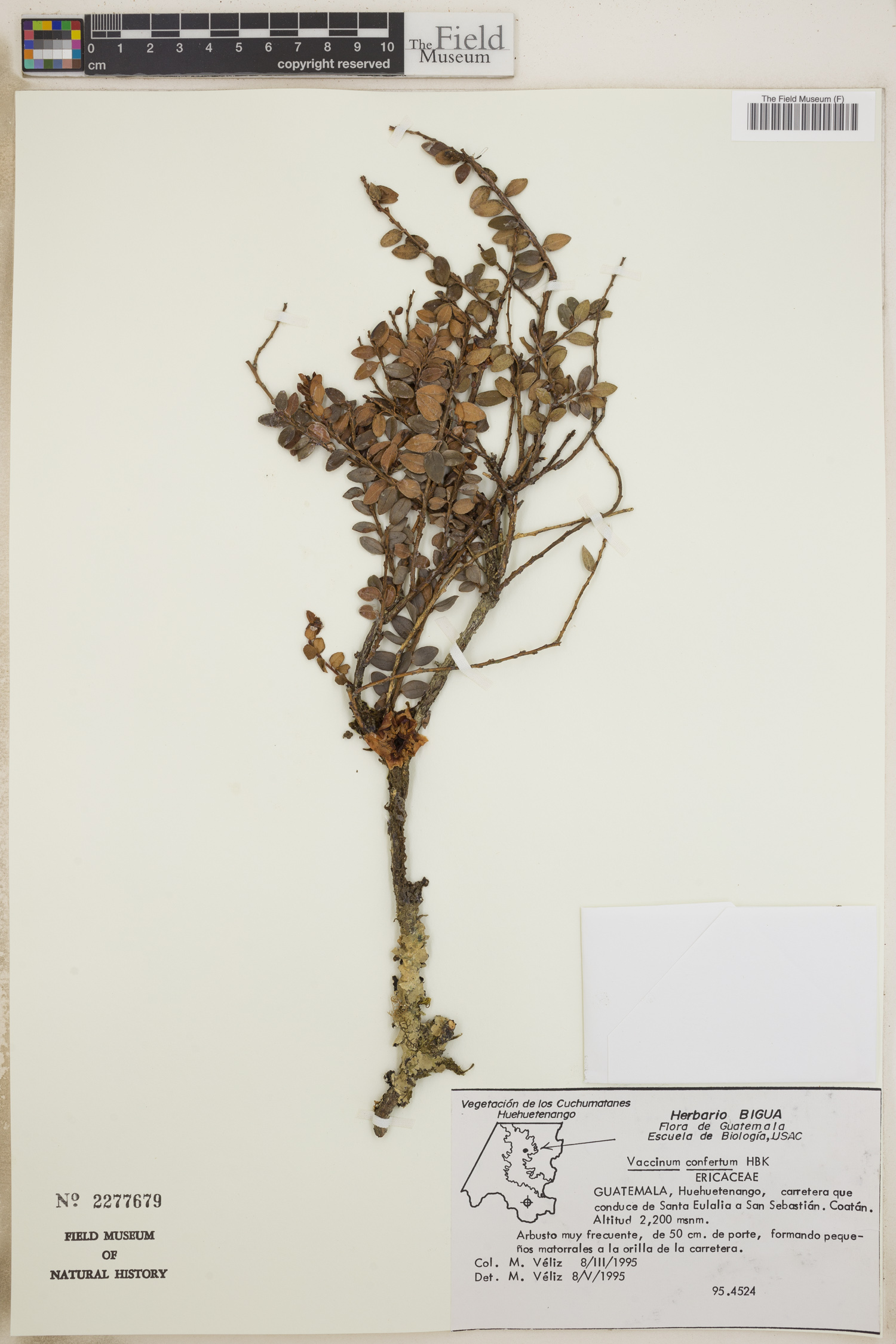 Vaccinium confertum image