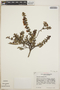 Vaccinium confertum image
