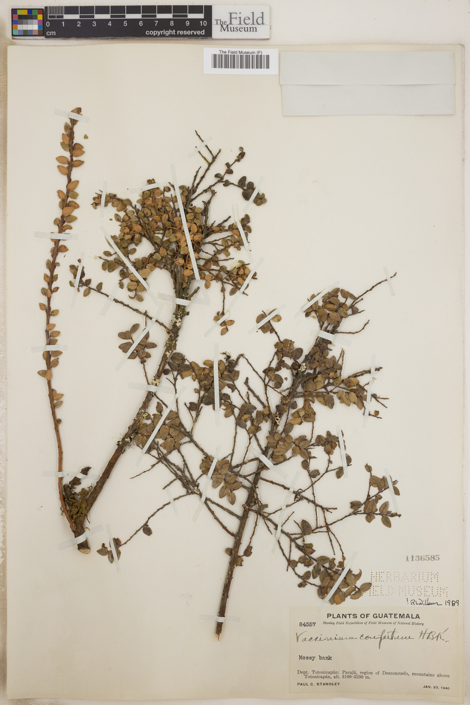 Vaccinium confertum image