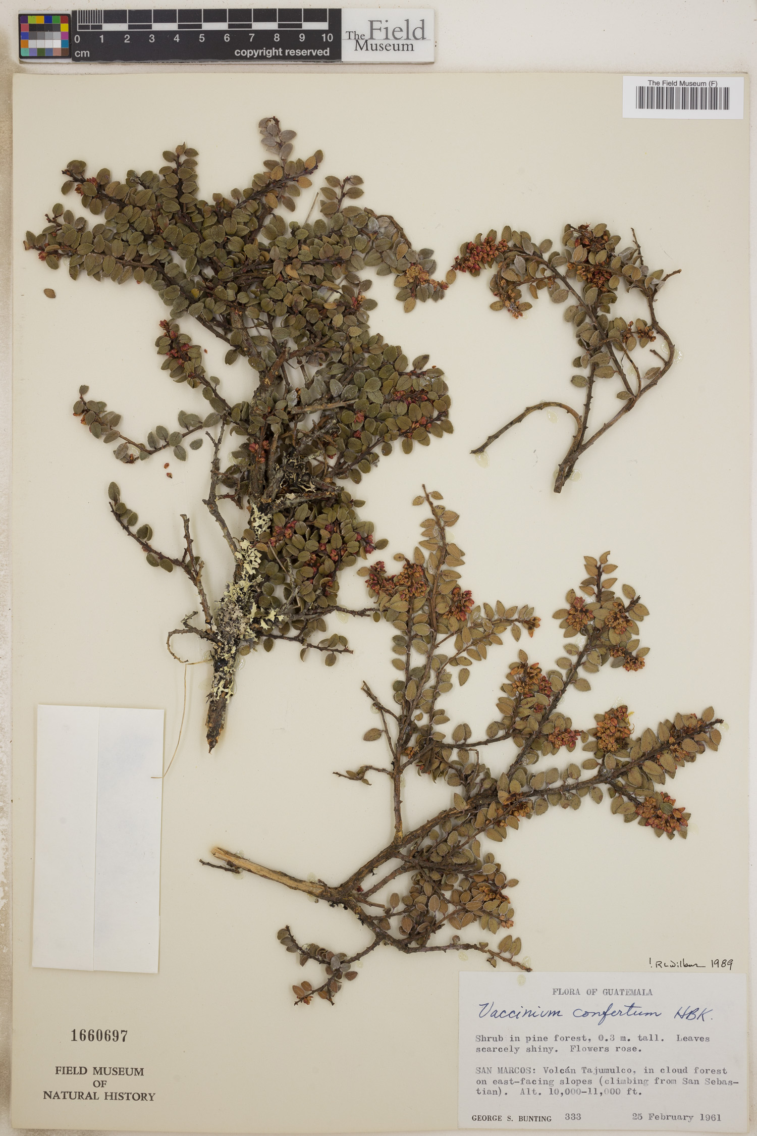 Vaccinium confertum image