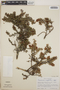 Vaccinium confertum image