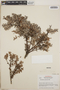 Vaccinium confertum image