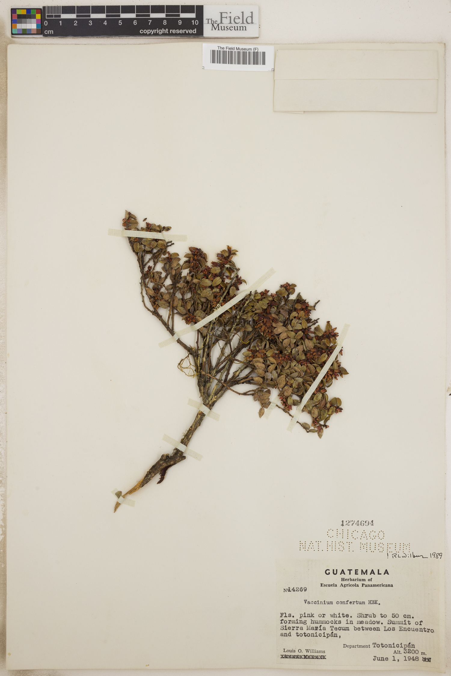 Vaccinium confertum image