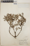 Vaccinium confertum image