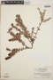 Vaccinium confertum image