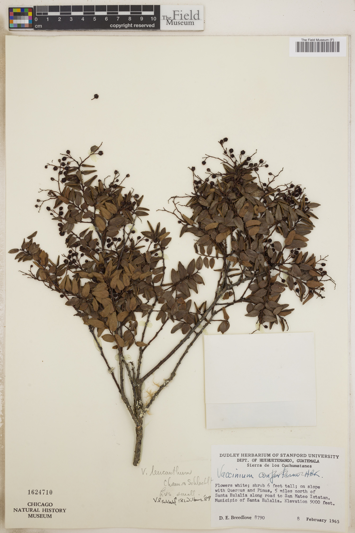 Vaccinium confertum image