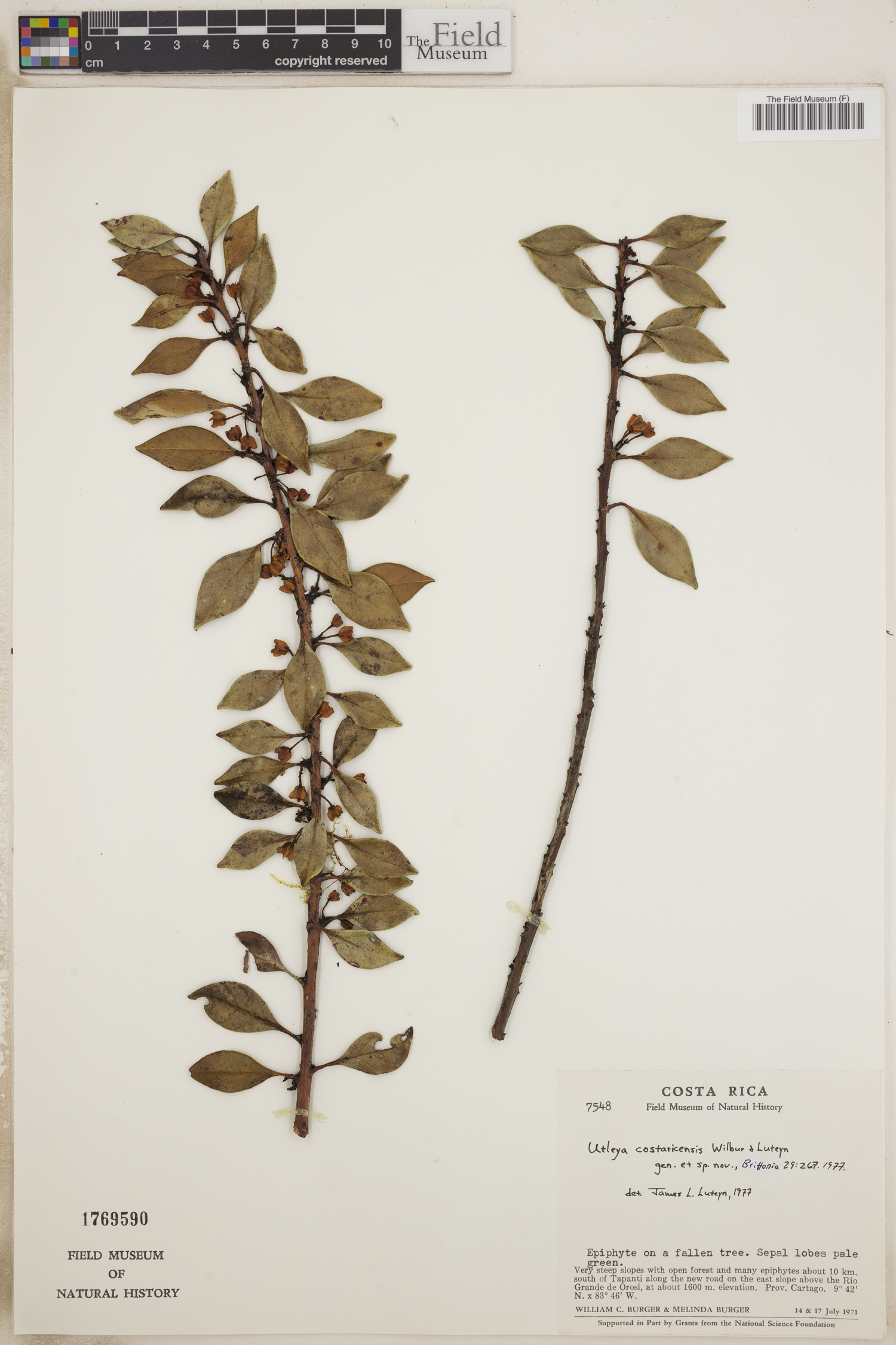 Utleya image