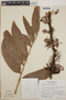 Thibaudia costaricensis image