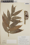 Thibaudia costaricensis image