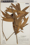 Thibaudia costaricensis image