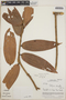 Thibaudia costaricensis image