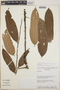 Thibaudia costaricensis image