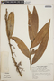 Thibaudia costaricensis image