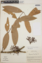 Thibaudia costaricensis image