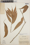 Thibaudia costaricensis image