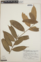 Thibaudia costaricensis image
