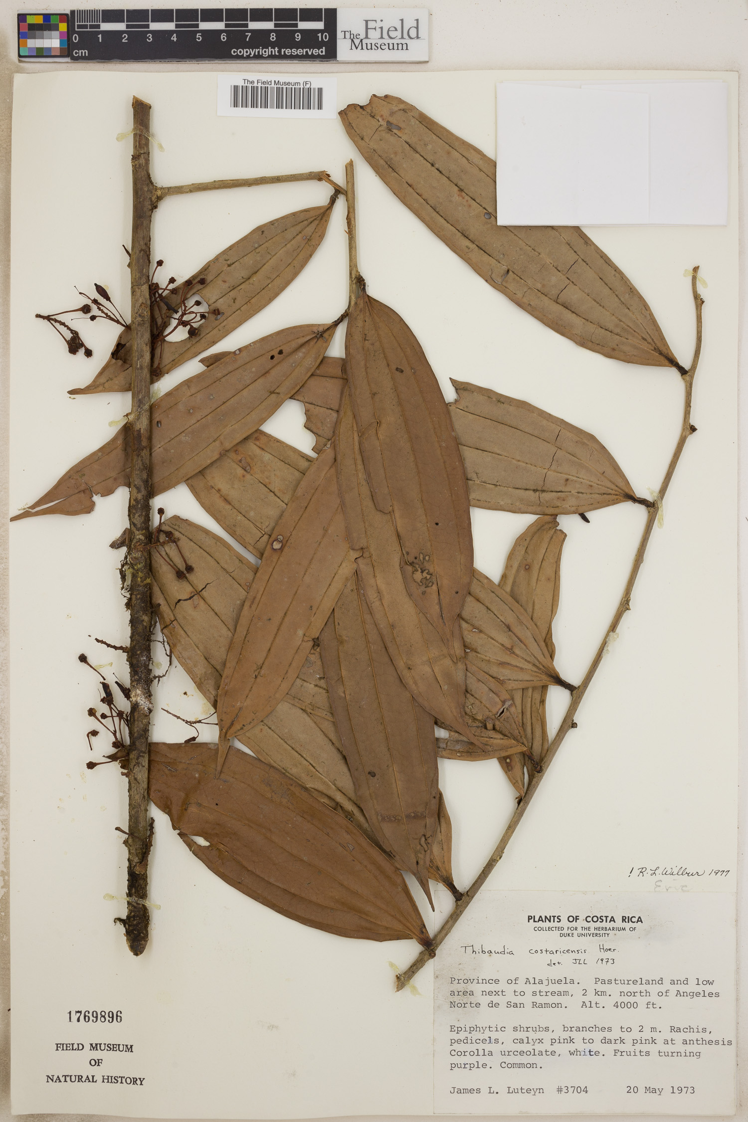 Thibaudia costaricensis image