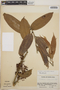 Thibaudia costaricensis image