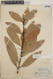 Thibaudia costaricensis image