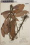 Thibaudia costaricensis image