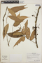 Thibaudia costaricensis image