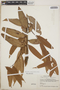 Thibaudia costaricensis image