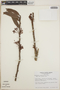 Thibaudia costaricensis image