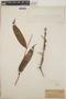 Thibaudia costaricensis image