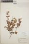 Sphyrospermum cordifolium image