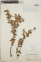 Sphyrospermum cordifolium image