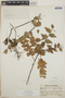 Sphyrospermum cordifolium image