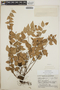 Sphyrospermum cordifolium image
