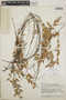 Sphyrospermum cordifolium image