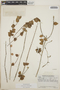 Sphyrospermum cordifolium image