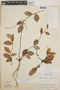 Sphyrospermum ellipticum image