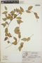 Sphyrospermum cordifolium image