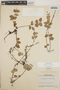 Sphyrospermum cordifolium image