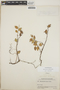 Sphyrospermum cordifolium image