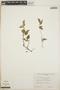Sphyrospermum cordifolium image