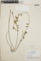 Sphyrospermum buxifolium image