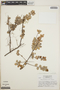 Sphyrospermum cordifolium image