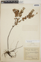 Sphyrospermum buxifolium image