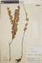 Sphyrospermum buxifolium image